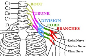 The nerves of the brachial plexus in relation to the spine, ribcage, shoulder, and arm