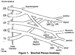 Anatomy of Brachial Plexus Injuries