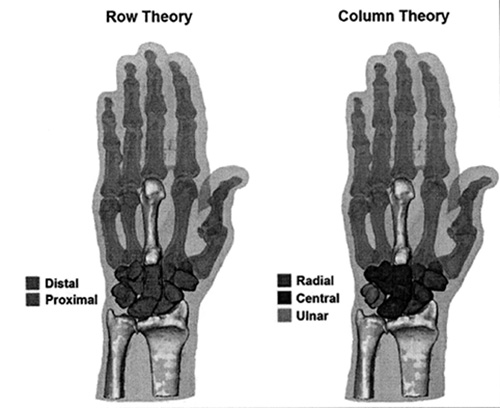 wrist joint